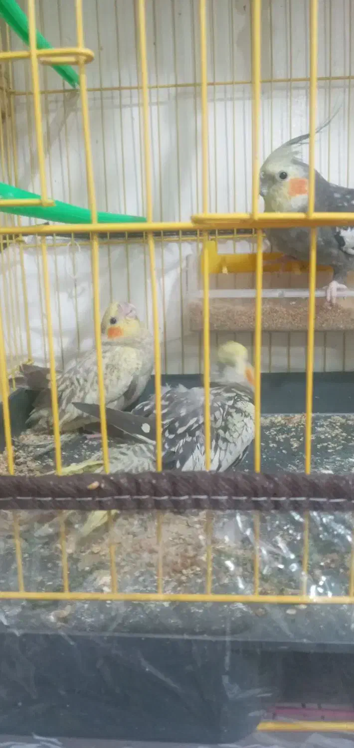 جوجه عروس هلندی|پرنده|تبریز, |دیوار