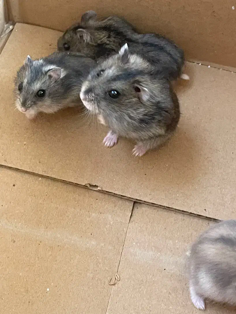 همستر کمپل|موش و خرگوش|تهران, نیروی هوایی (پیروزی)|دیوار