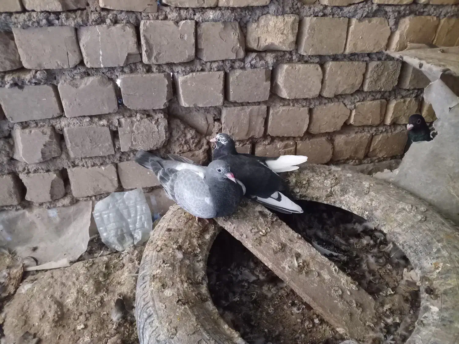 سلام‌ یک جوجه سار سبز هنوز نا تاب بوده|پرنده|ملک‌آباد, |دیوار