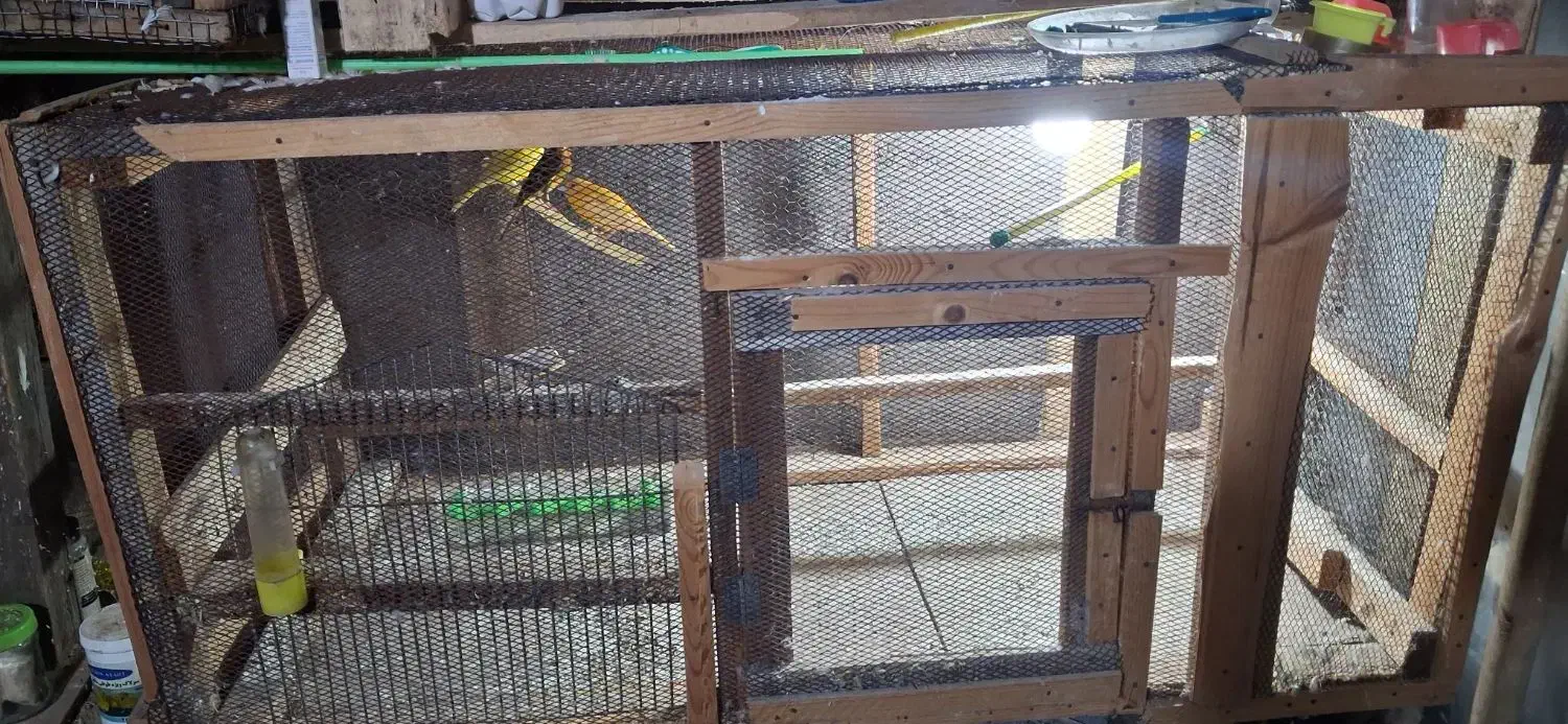 قفس هر نوع پرنده|لوازم جانبی حیوانات|رودبنه, |دیوار