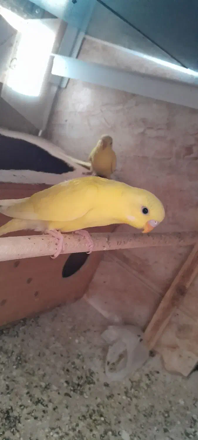 چهارعدد جوجه مرغ عشق  خوش رنگ|پرنده|پاکدشت, پاکدشت (مامازند)|دیوار