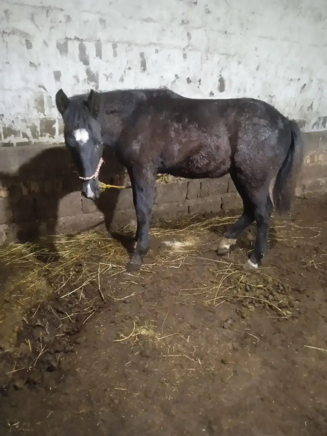 کره اسب نر یک ساله ورزشی|اسب و تجهیزات اسبسواری|ارومیه, |دیوار