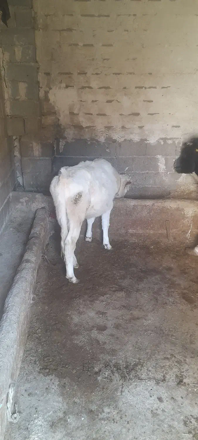 گاو ماده|حیوانات مزرعه|اهر, |دیوار