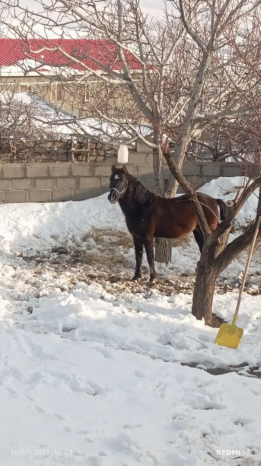 اخته باری|اسب و تجهیزات اسب‌سواری|سیلوانه, |دیوار