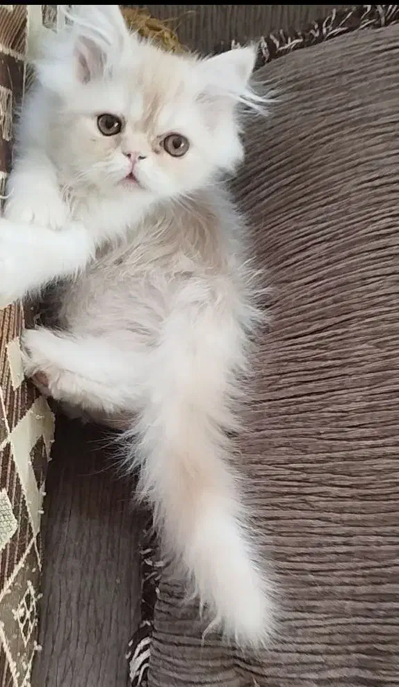 پرشین نر کاراملی|گربه|فولادشهر, B6|دیوار