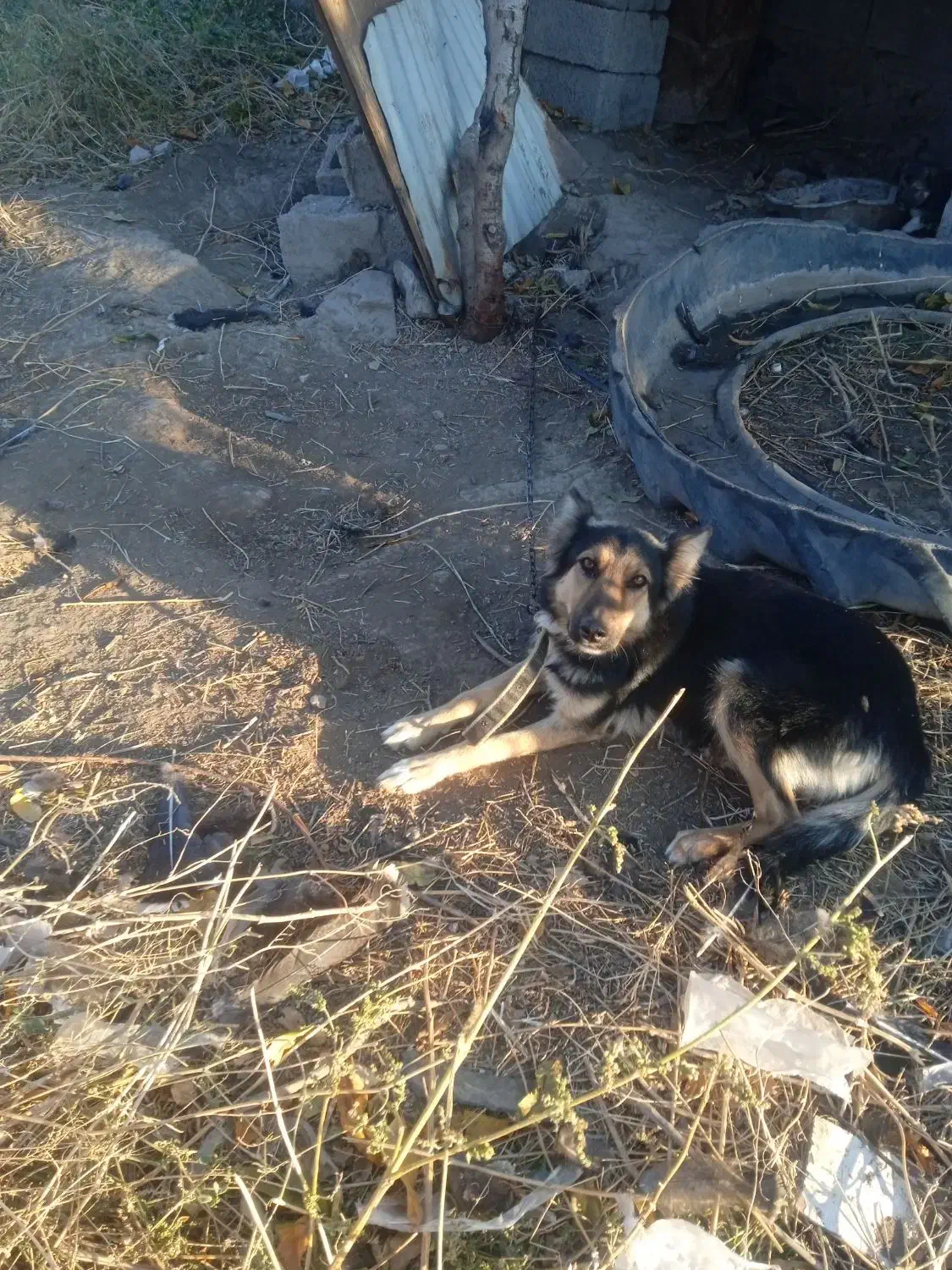 سگ گرگی با ی توله نر|سگ|مشگین شهر, |دیوار