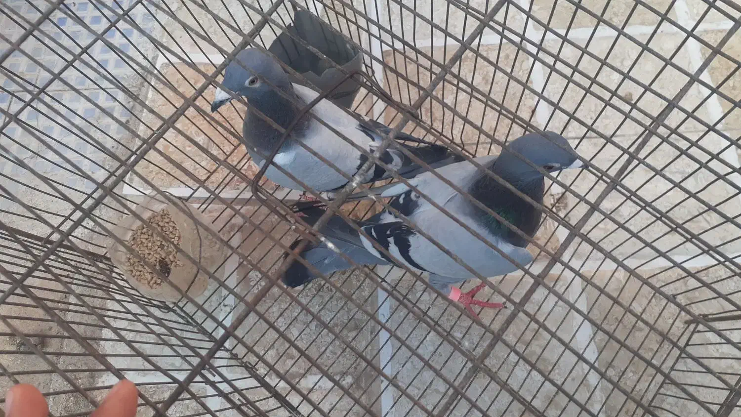 کبوتر آلمانی|پرنده|فاضل آباد, |دیوار