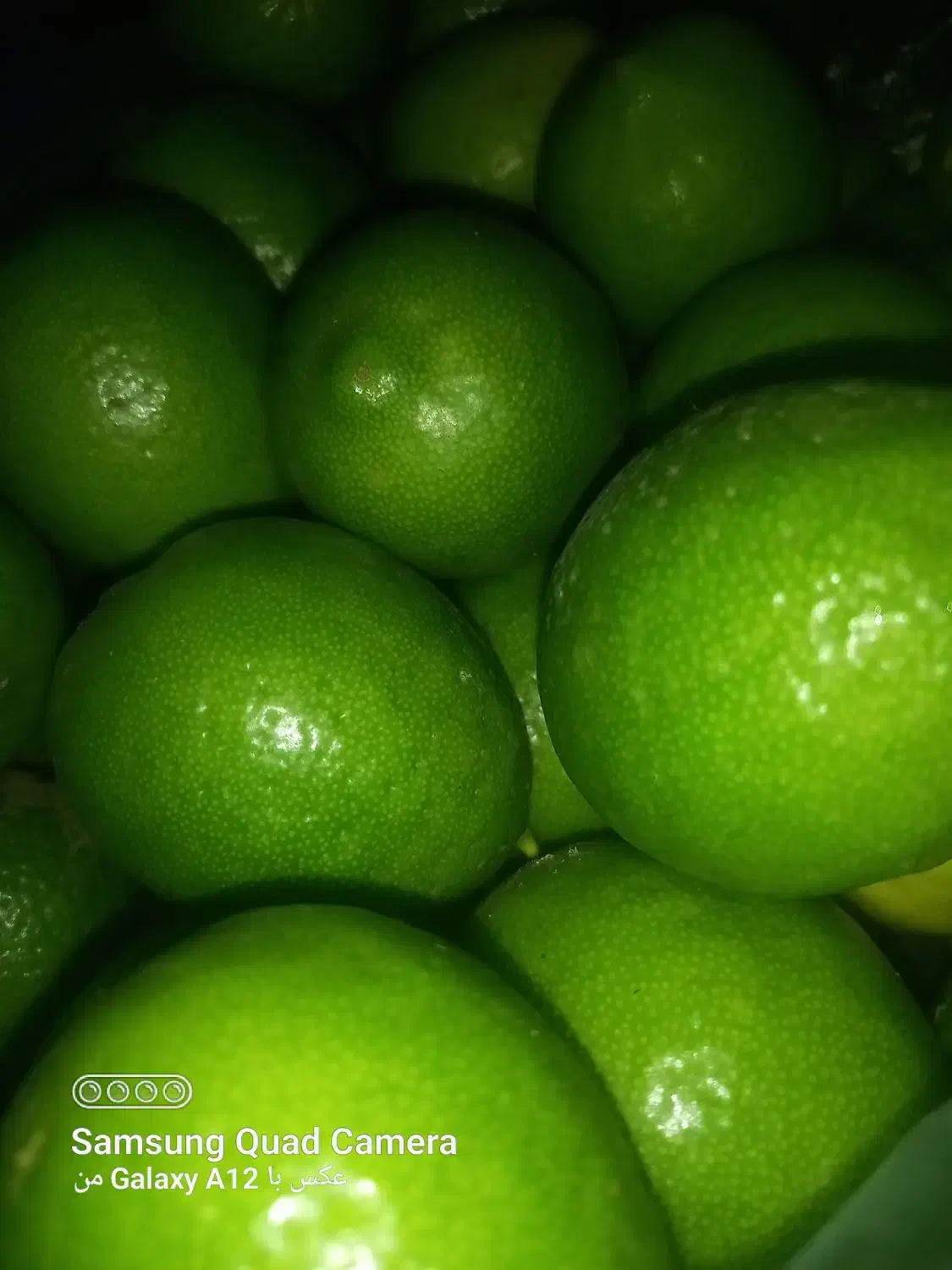 لیمو تازه ،نارنج آبدار|خوردنی و آشامیدنی|نوشهر, |دیوار