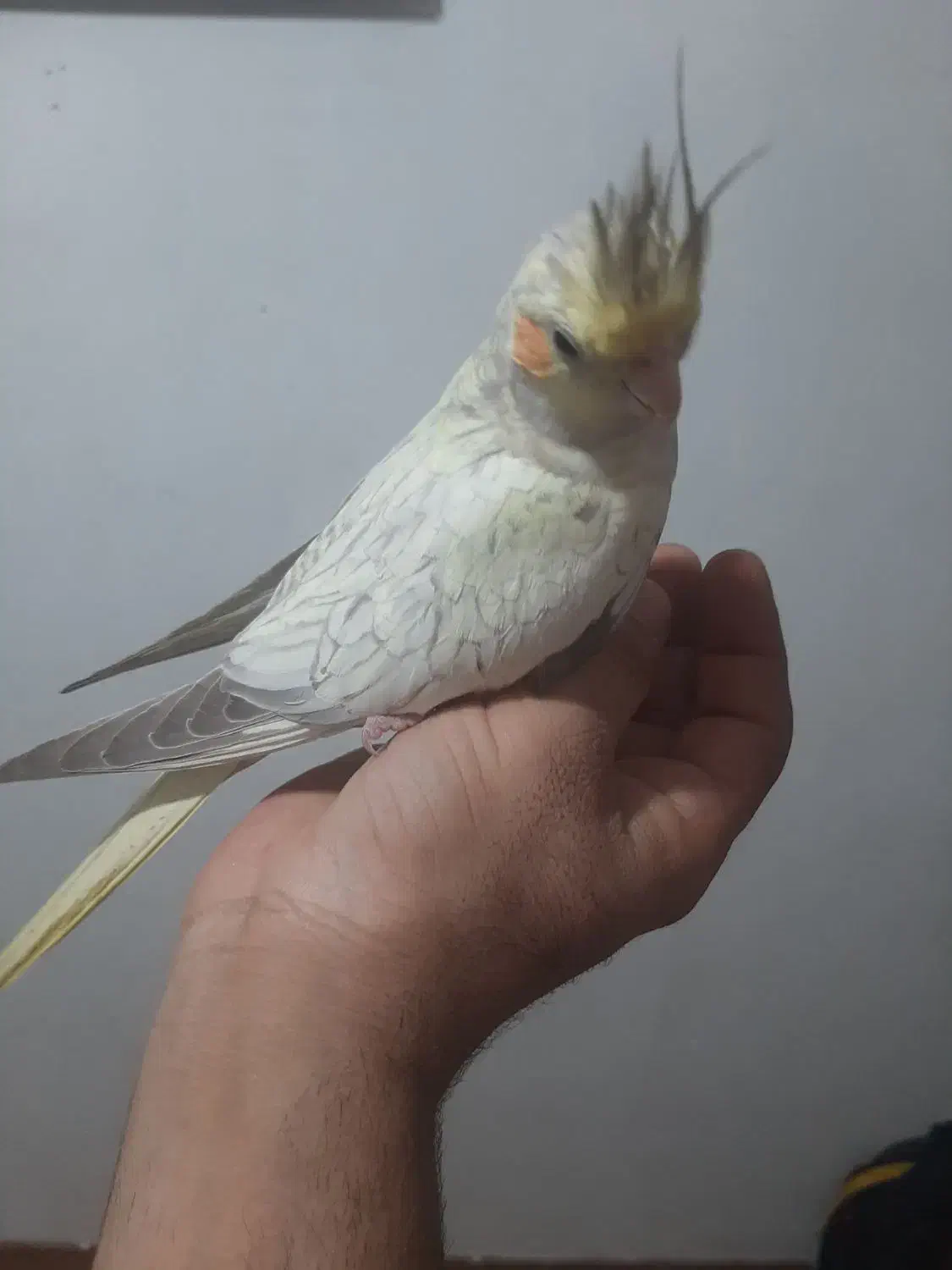 عروس هلندی|پرنده|محمدشهر, کوی بهار|دیوار