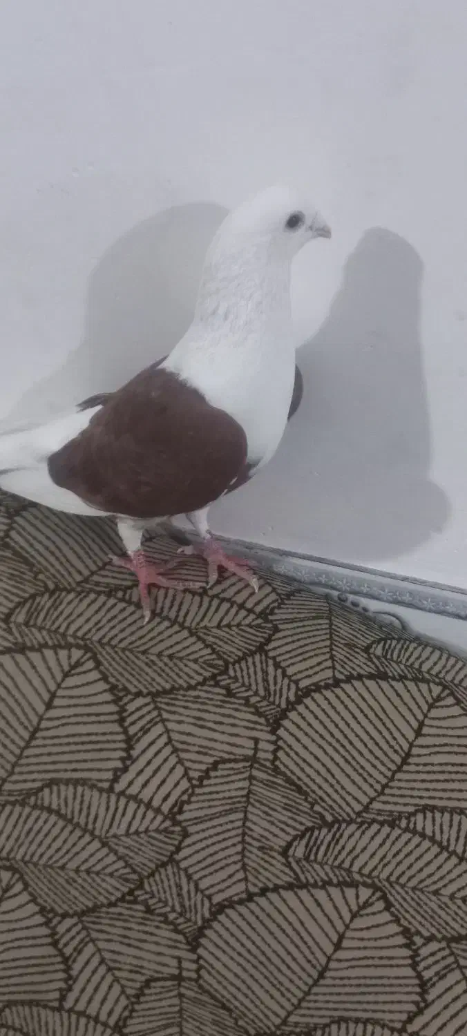 کبوتر|پرنده|بوئین زهرا, |دیوار