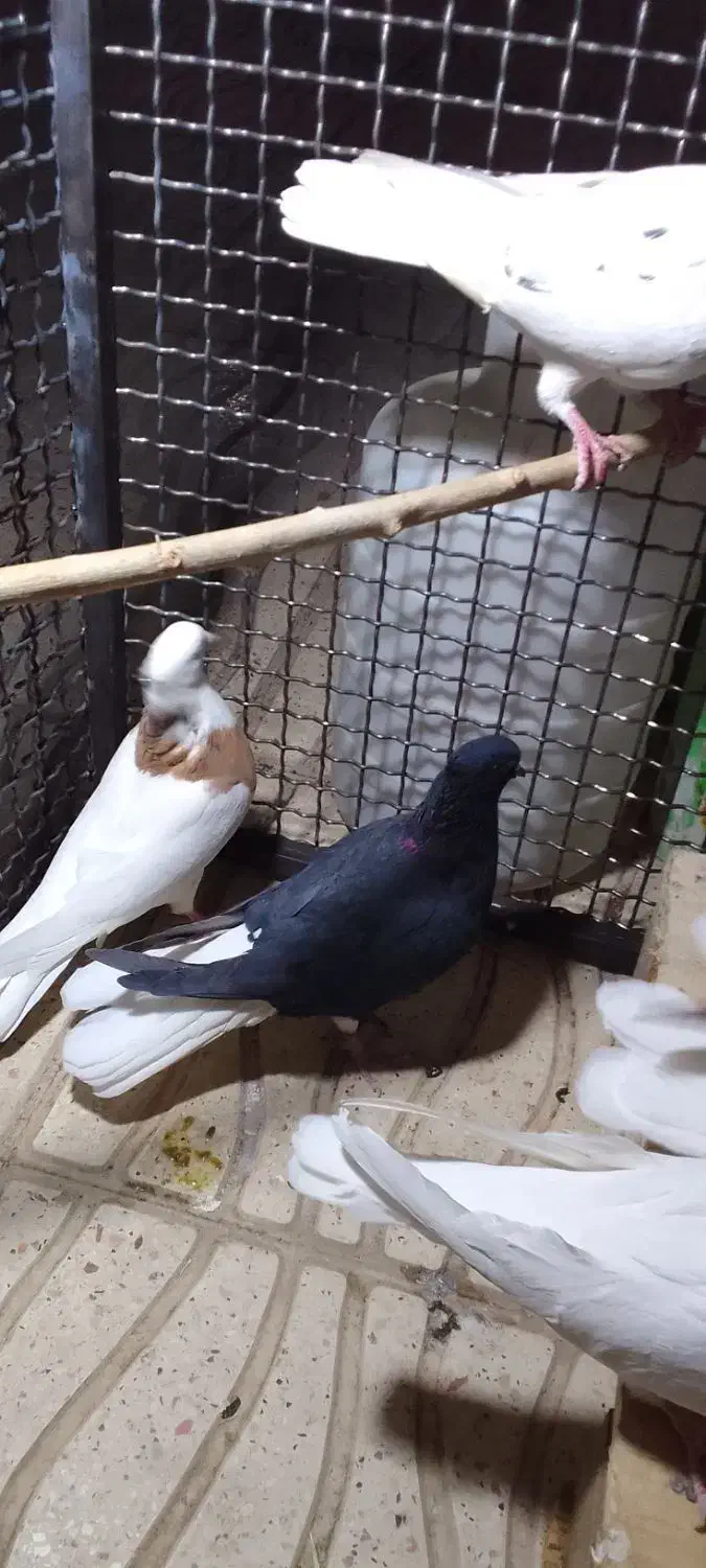 رنگی وسیاهپوش|پرنده|محمدیه-قزوین, |دیوار