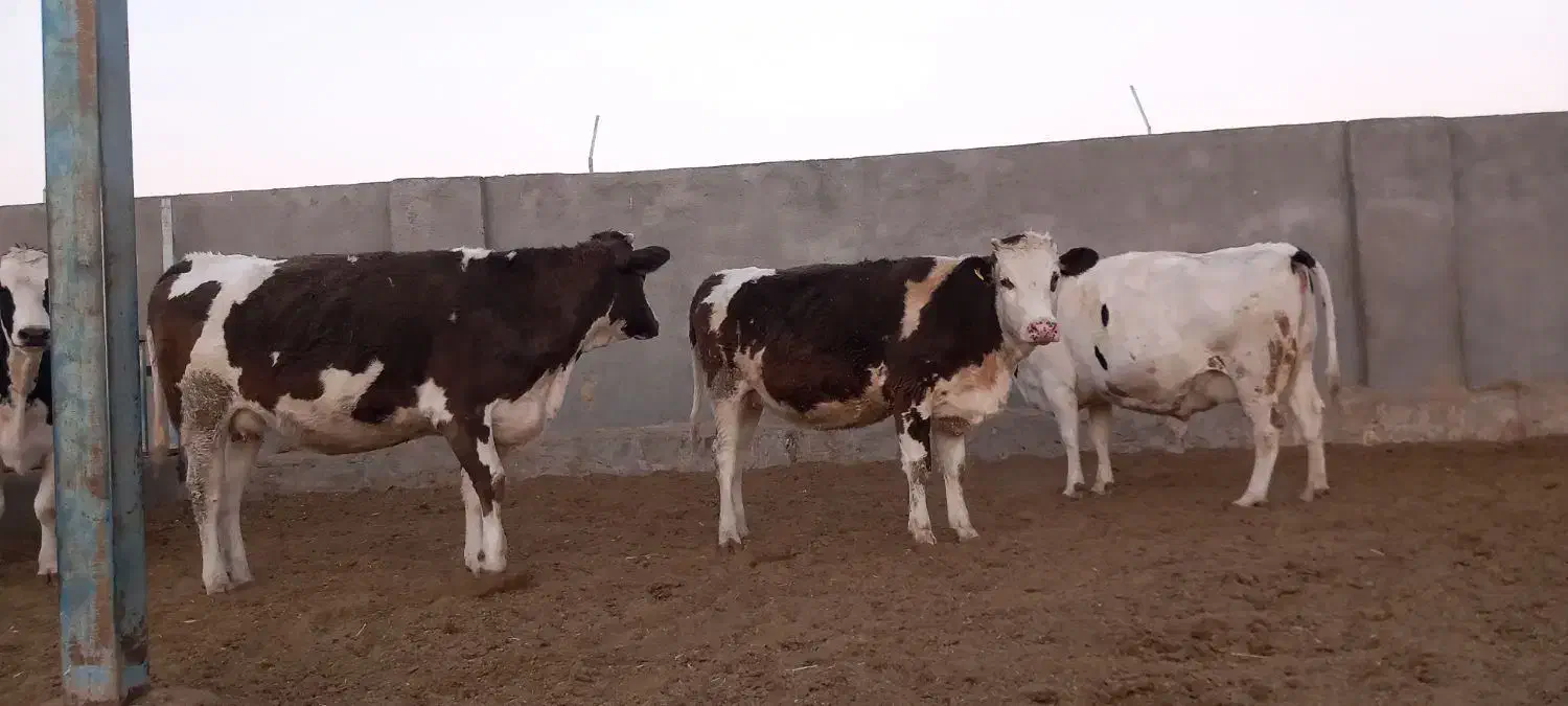 گاوشیری وتلیسه ابستن|حیوانات مزرعه|باشتین, |دیوار