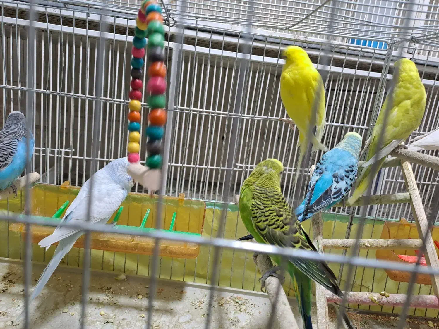 مرغ عشق با قفس و وسایل|پرنده|شیراز, شیخ علی چوپان|دیوار