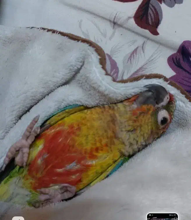 گرینچیک گمشده|حیوانات|مشهد, تربیت (صدف)|دیوار