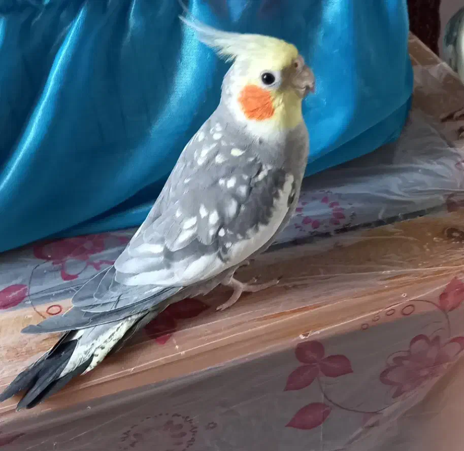 عروس هلندی|حیوانات|رشت, دیلمان|دیوار