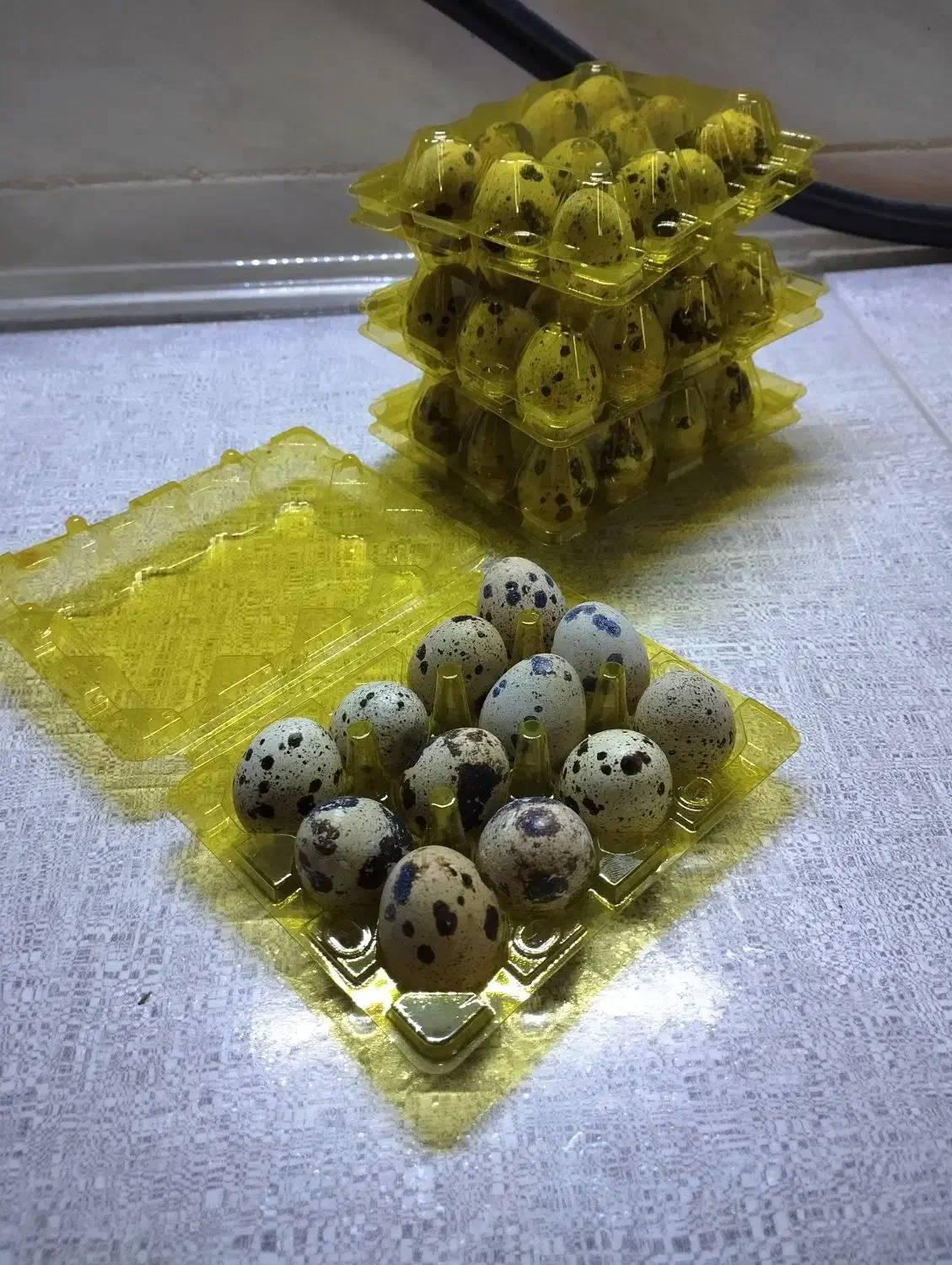 تخم بلدرچین خوراکی|خوردنی و آشامیدنی|شیراز, بازار|دیوار