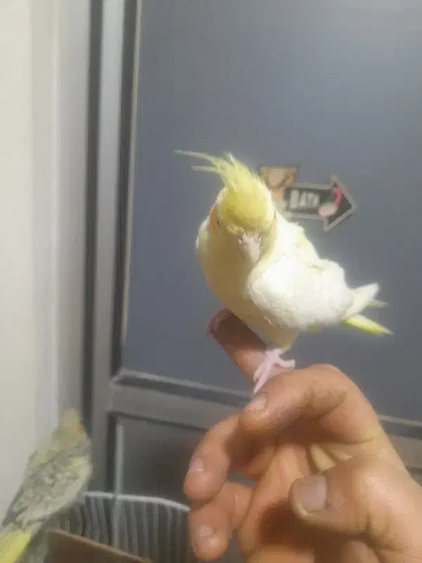 ۵عدد جوجه عروس هلندی دونه ای ۴۰۰|پرنده|قرچک, میرزائی شمالی|دیوار