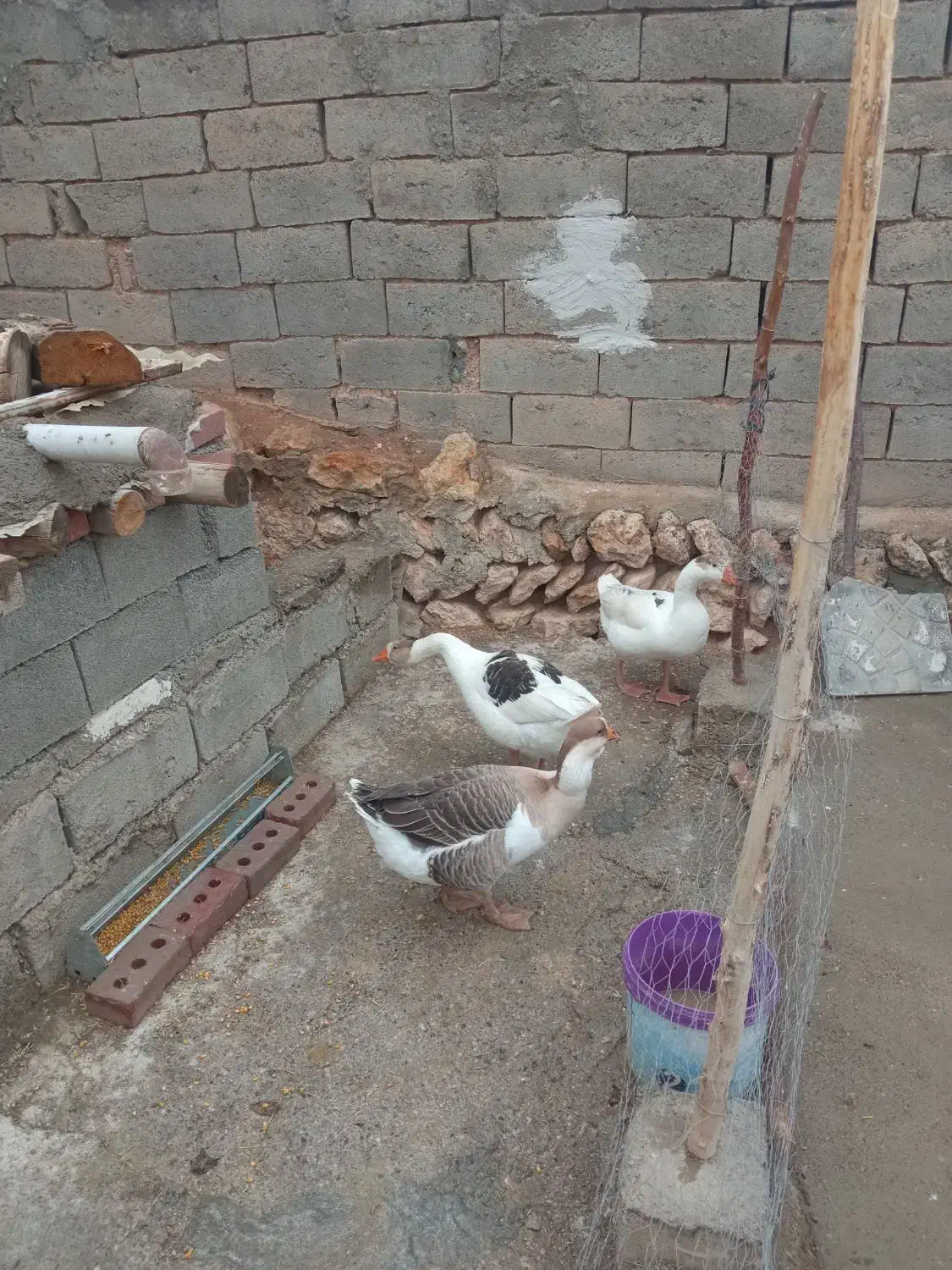 فروش غاز محلی|حیوانات مزرعه|سیمینه, |دیوار