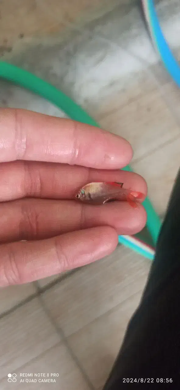 کالر ویدو|ماهی|بروجرد, |دیوار