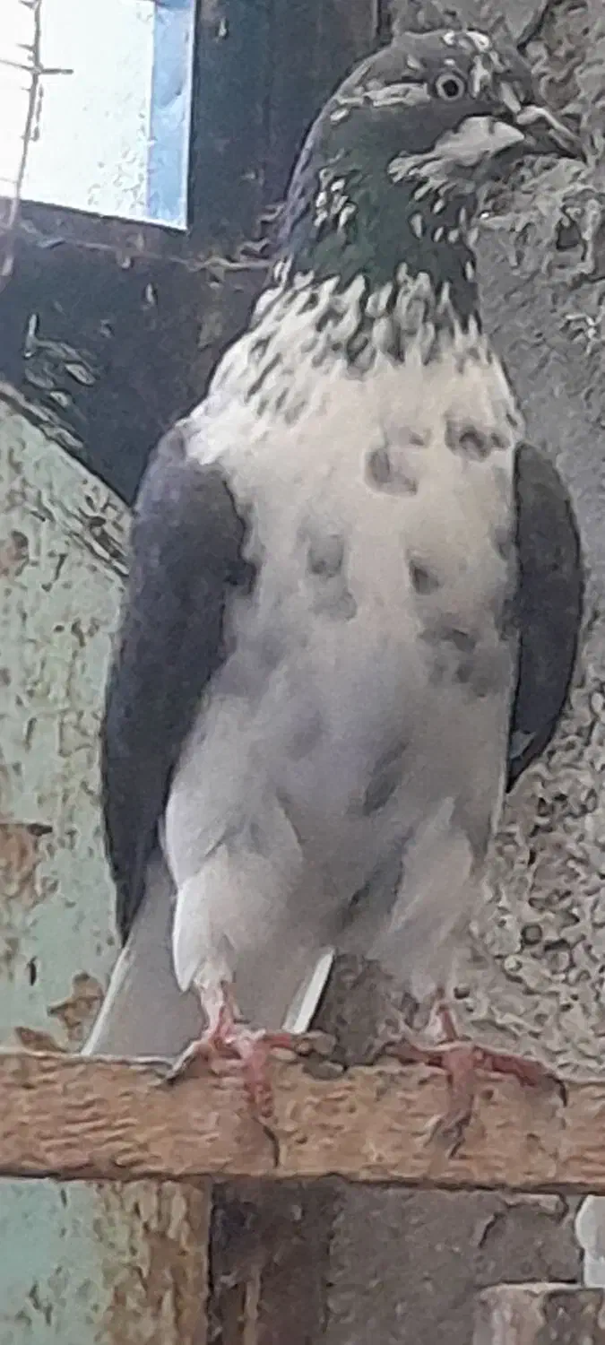 ۵عدد کبوتر پرشی خوب|پرنده|بندر انزلی, بشمن|دیوار