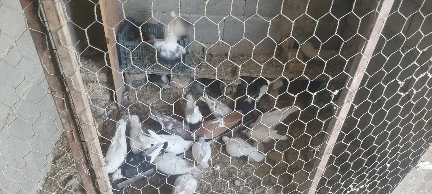 کبوتر شهرستانی|پرنده|چاپشلو, |دیوار