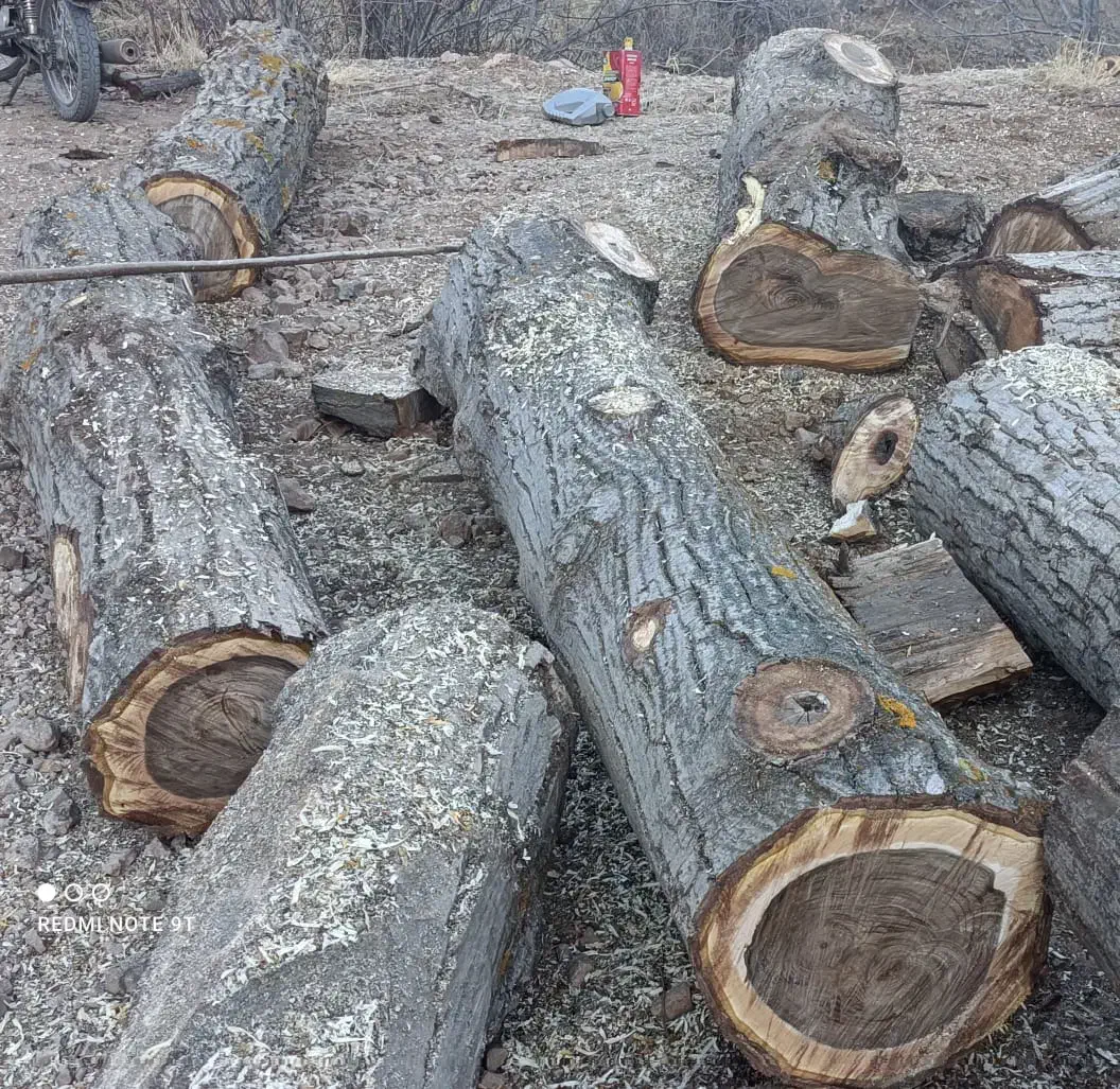 خرید و فروش انواع چوب های باغی|عمدهفروشی|بجنورد, |دیوار