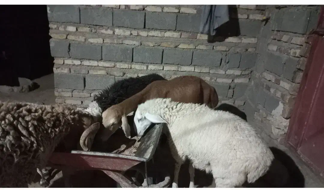 قوچ و گوسفند بوری|حیوانات مزرعه|زابل, |دیوار