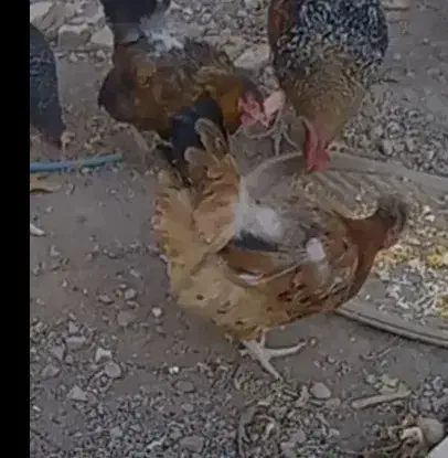 مرغ تخمگذار و گوشتی|حیوانات مزرعه|فریدونشهر, |دیوار