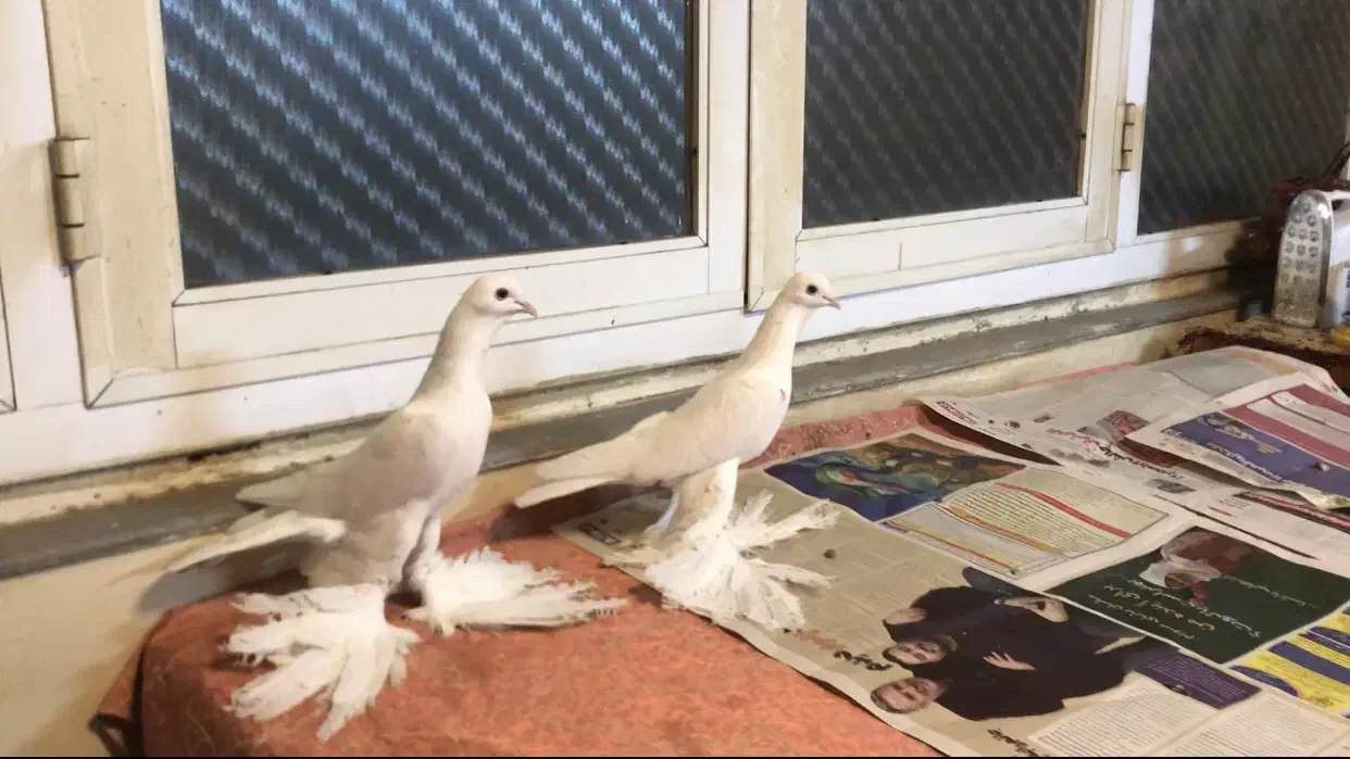 آغ پارپالی|پرنده|تبریز, |دیوار