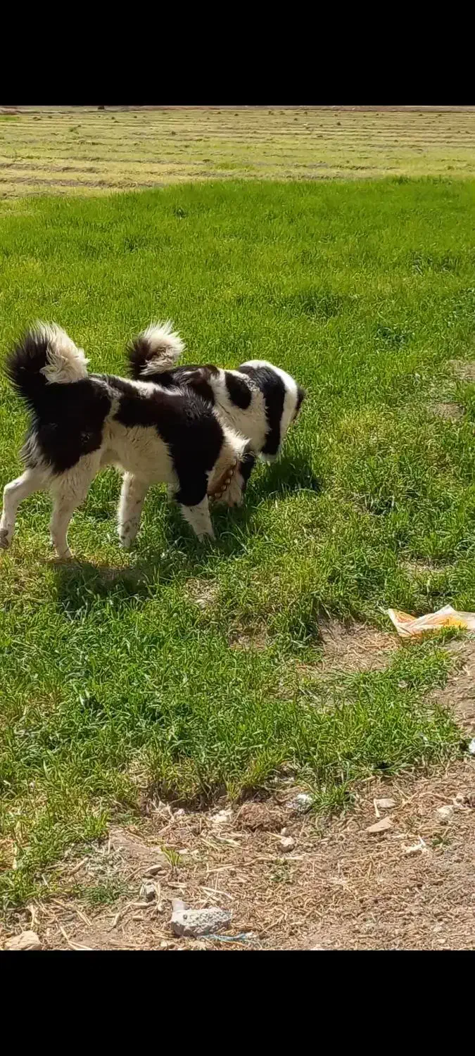 سگ نر همقال گله ای بز میش|سگ|خمینیشهر, |دیوار