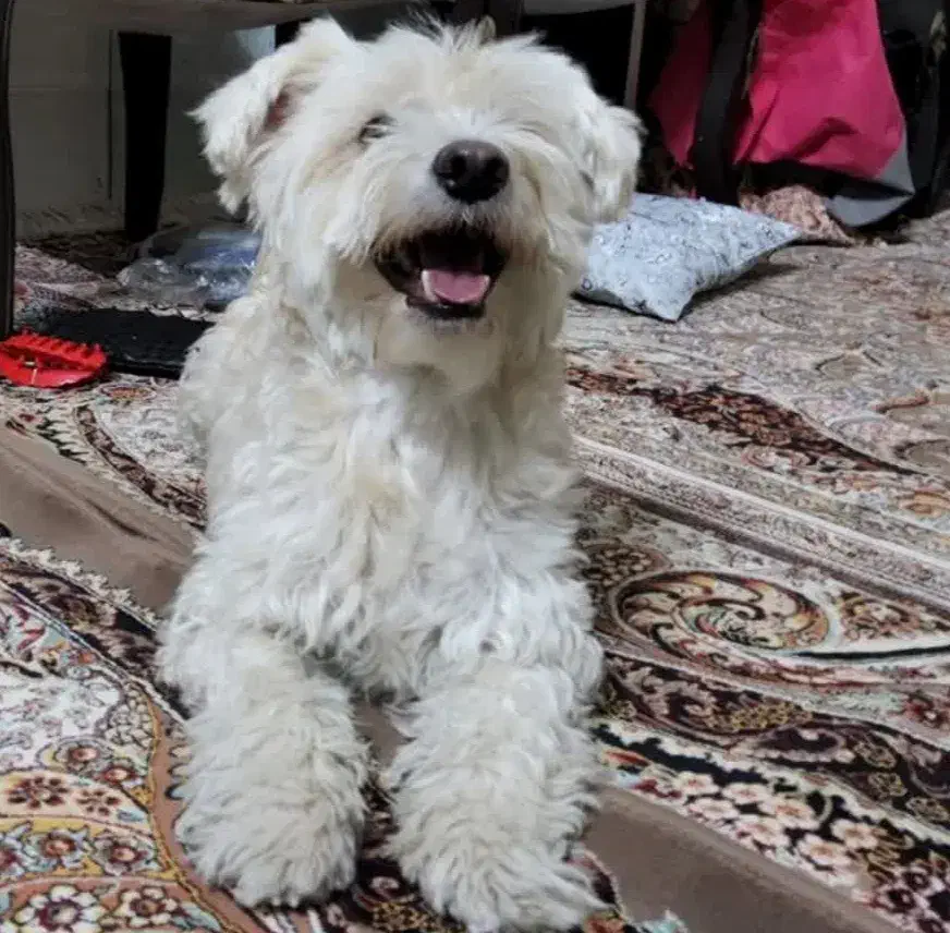 ۱۰میلیون مژدگانی برای یابنده|حیوانات|قم, شاه سید علی|دیوار