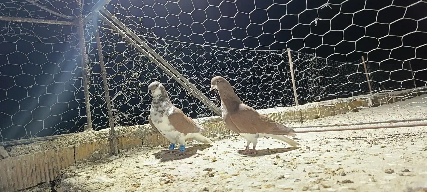 شهری نر هوایی|پرنده|شیراز, سعدیه شمالی|دیوار