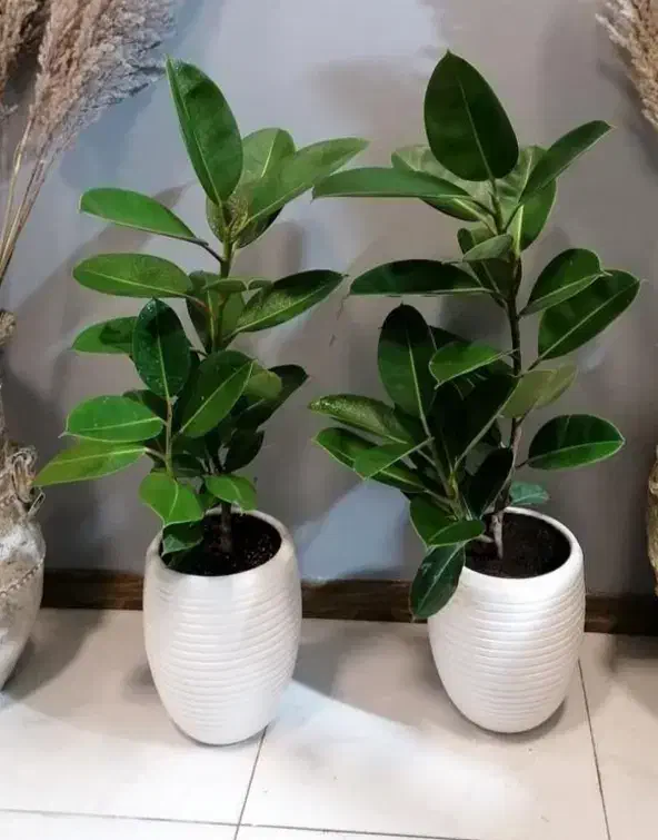 خدمات باغبانی هرسکاری گل کاری و تعویض خاک گلدون|خدمات باغبانی و درختکاری|تهران, صادقیه|دیوار