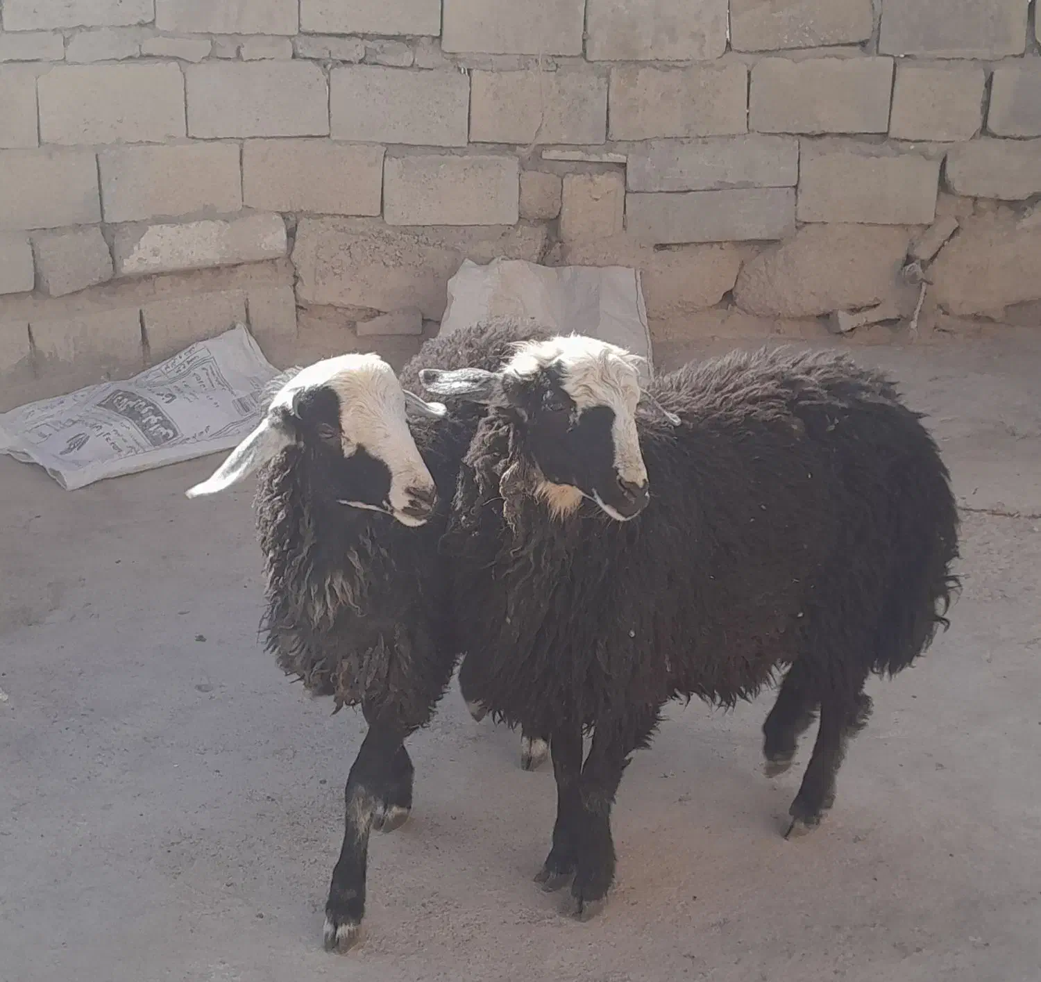 بره نر سبز افشاری|حیوانات مزرعه|نجفآباد, حومه نجف آباد|دیوار