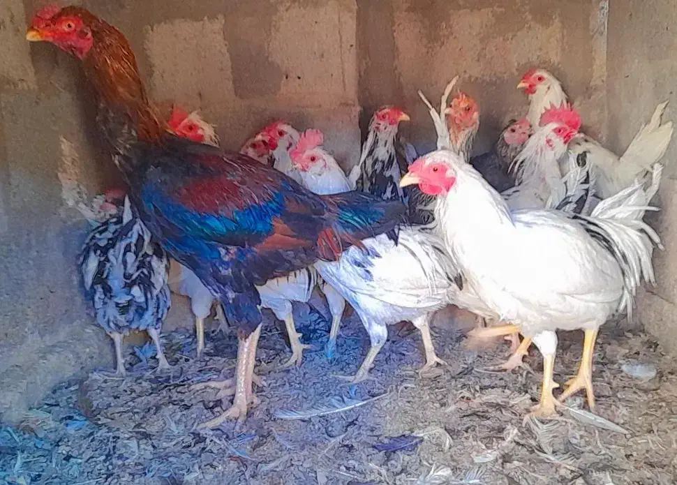 حراج و فروش خروس گلین/مرغ وخروس لاری/مرغ محلی|حراج|رفسنجان, |دیوار