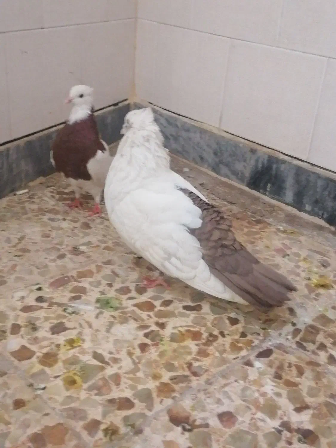 کبوتر رنگی|پرنده|کارون, |دیوار