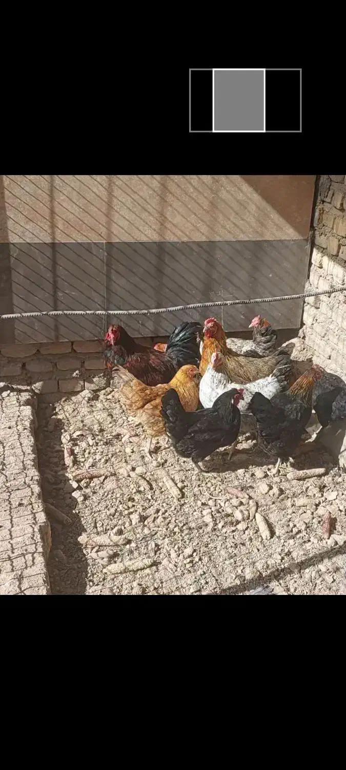 مرغ وخروس|حیوانات مزرعه|پاکدشت, پاکدشت (مامازند)|دیوار