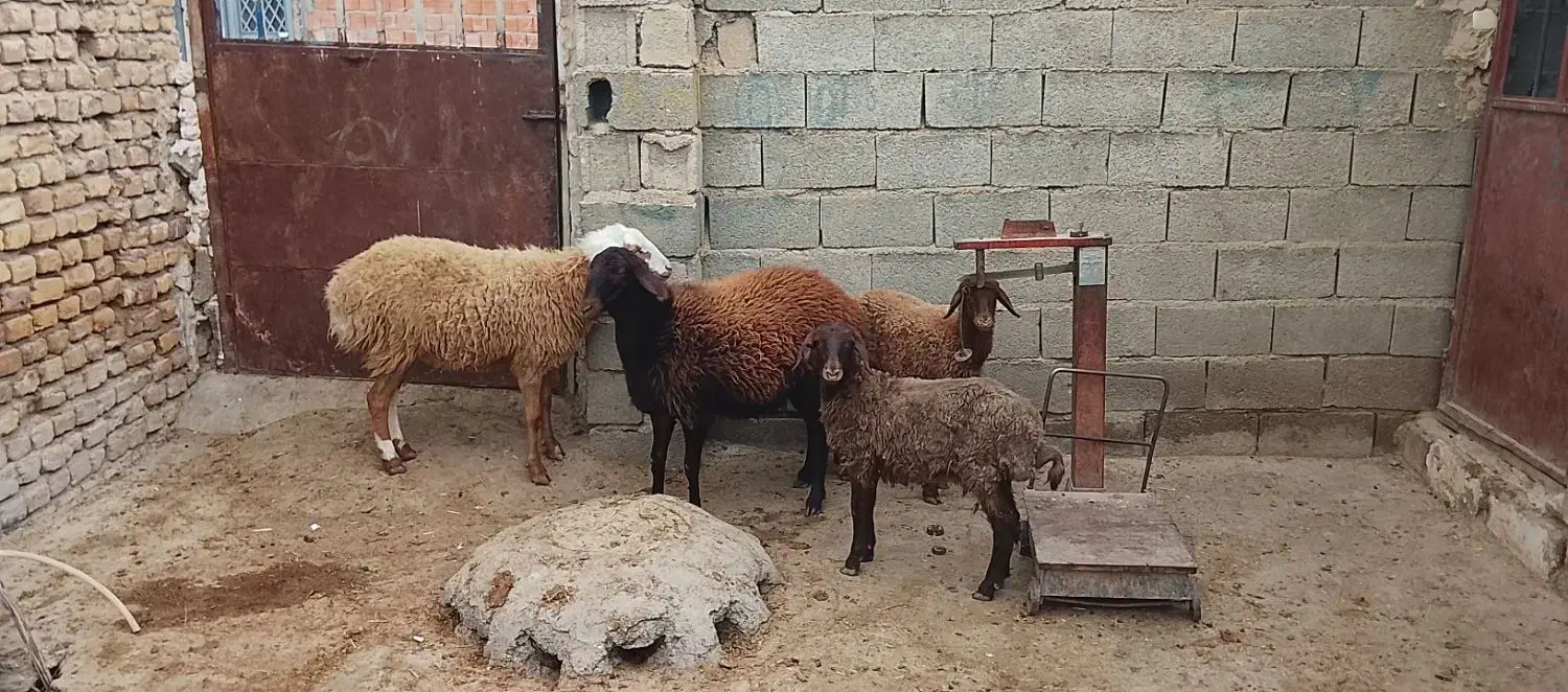 چهارتا بره گله گرد|حیوانات مزرعه|آشخانه, |دیوار