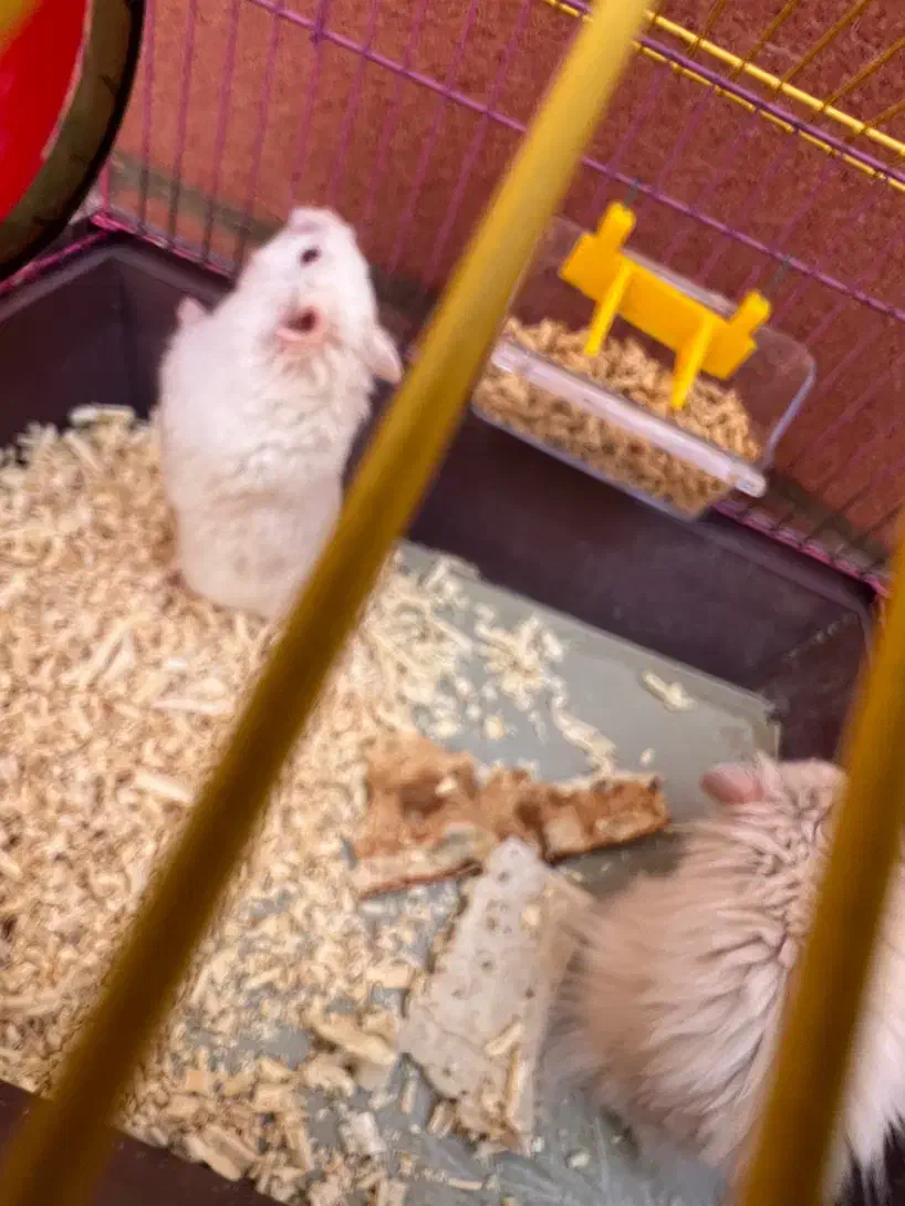 همستر|موش و خرگوش|بهبهان, |دیوار