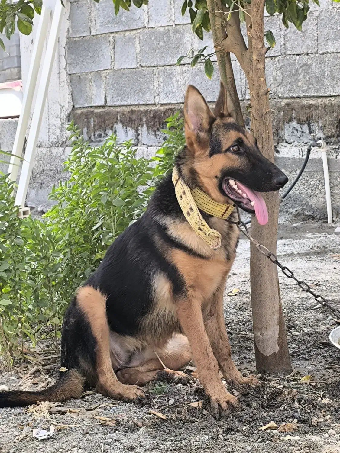 ژرمن اصل ماده|سگ|رودان, |دیوار