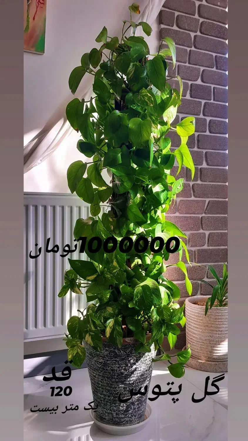 گل پتوس فروش فوری|گل و گیاه طبیعی|اصفهان, الهیه|دیوار