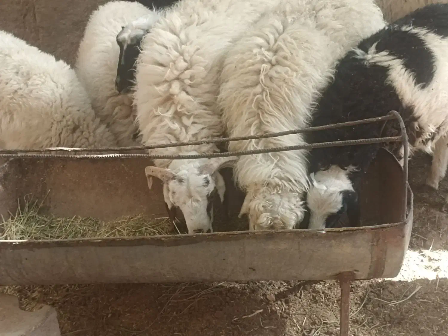 فروش بره ترکی نر و ماده|حیوانات مزرعه|اشکذر, |دیوار