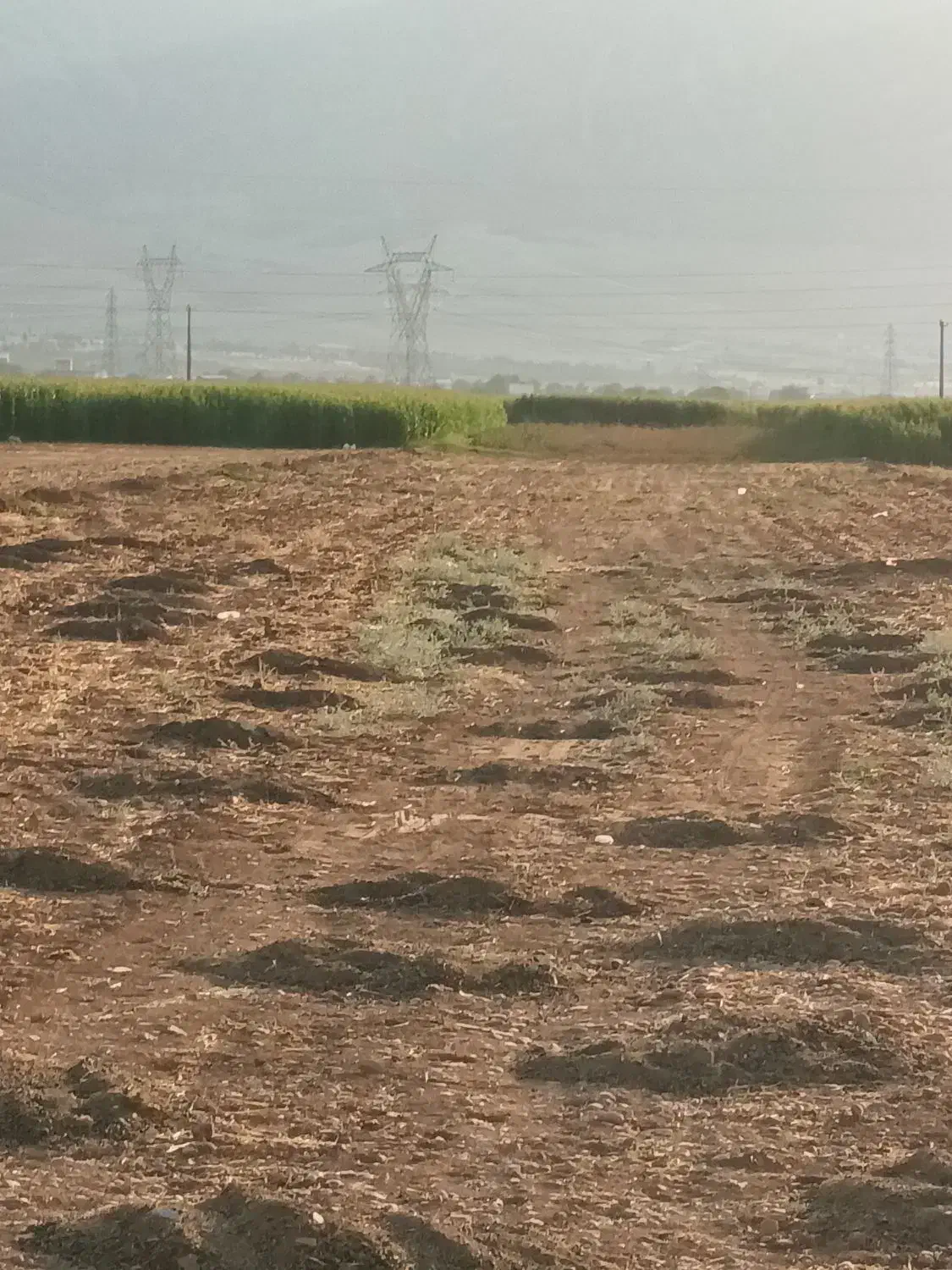 اجاره زمین کشاورزی آبی دیناروند|اجارهٔ دفتر صنعتی، کشاورزی، تجاری|خرمآباد, |دیوار