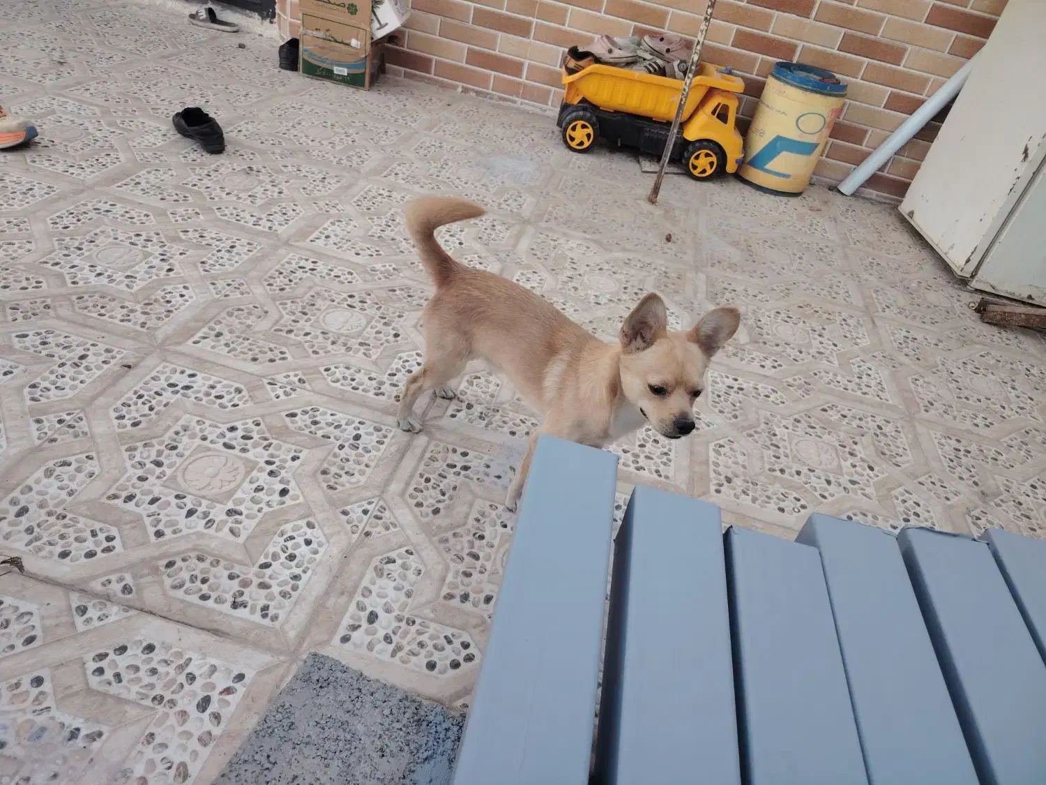 سگ شیواوا... بسیار باهوش و دستی و کم صدا|سگ|بم, |دیوار