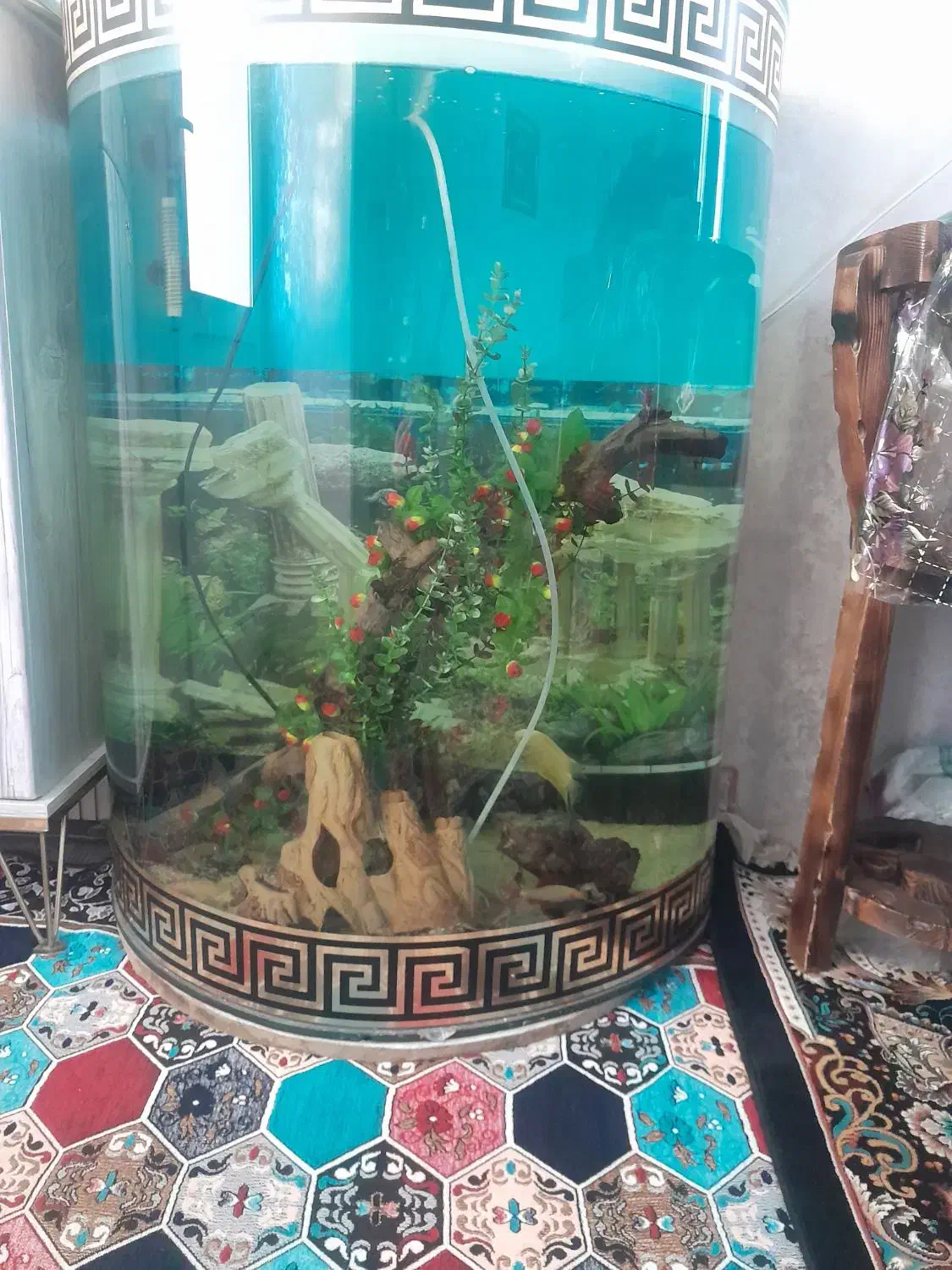 آکواریوم شیشه خم فوق العاده ضخیم و محکم|ماهی|همدان, |دیوار