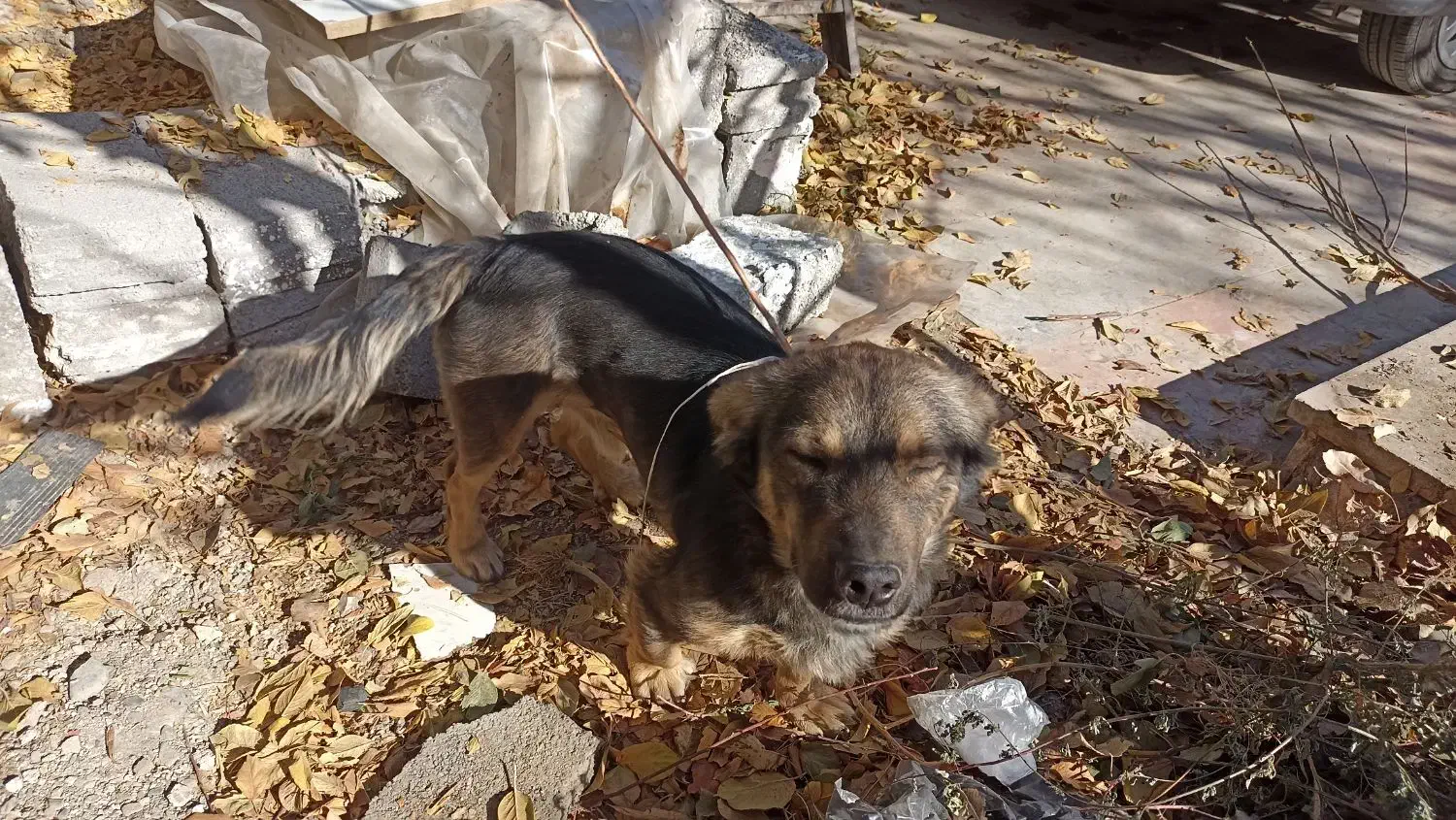 سگ نگهبان|سگ|مشهد, دوست آباد|دیوار