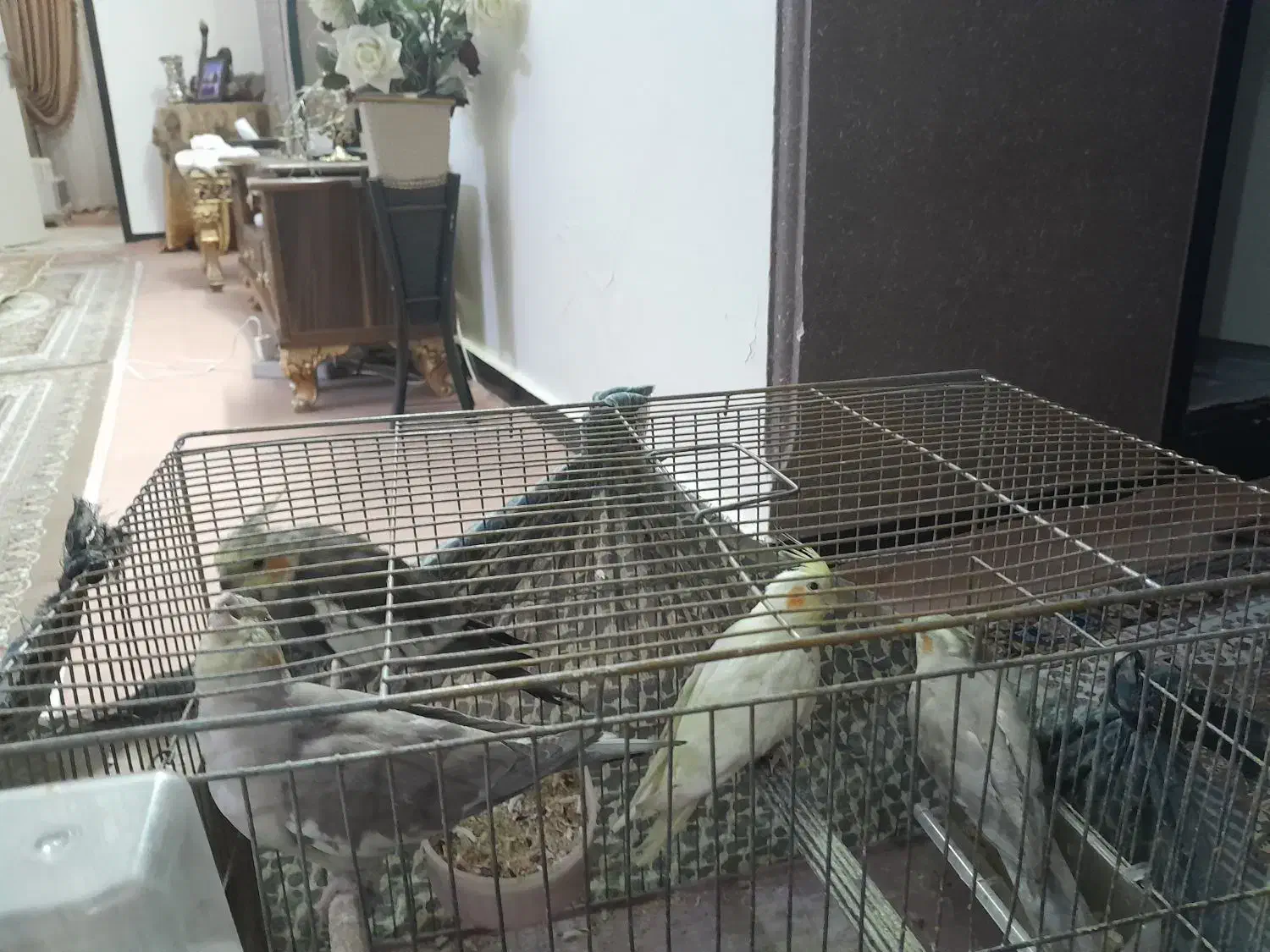 عروس هلندی|پرنده|ملارد, |دیوار