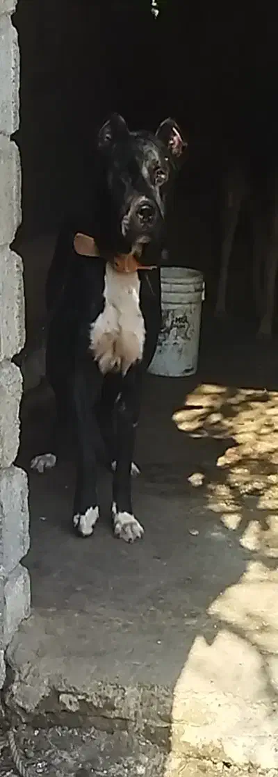 سگ سرابی|سگ|رشت, جماران|دیوار