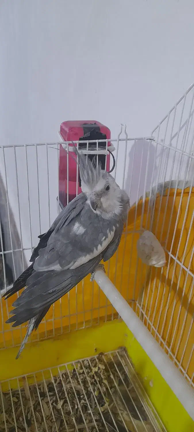 عروس هلندی|پرنده|فاریاب, |دیوار