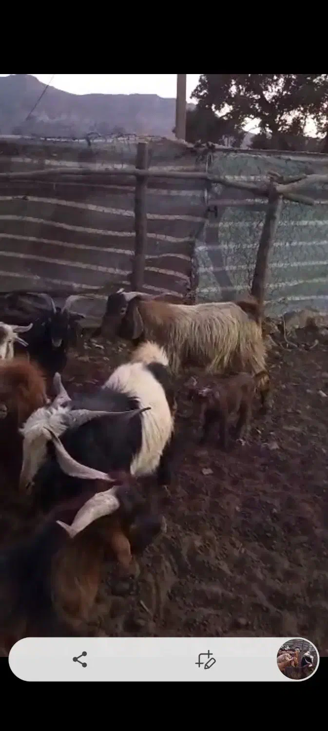 کره کیلویی ۳۰۰|حیوانات مزرعه|پاتاوه, |دیوار